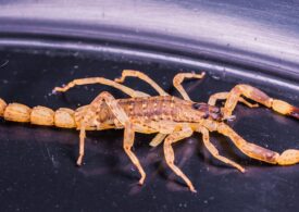 O angajată a unui supermarket din Constanța a fost muşcată de un scorpion care se afla într-o ladă de căpşuni