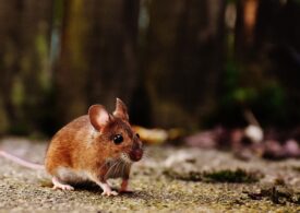 Şeful companiei care trebuie să scape Bucureștiul de șobolani, căpușe și țânțari a demisionat