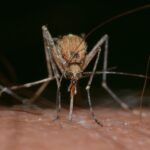 Țânțarul a devenit rezistent la insecticide. Cercetătorii avertizează că putem fi mai vulnerabili la virusul West Nile