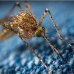 Primii țânțari modificați genetic au fost eliberați în Florida