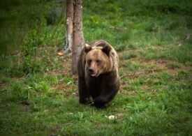 Risc mediu și mare de apariție a urșilor în trei comune din Dâmbovița: Autoritățile au luat măsuri