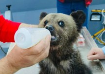 Un pui de urs rănit a fost salvat de polițiștii din Sibiu (Foto)