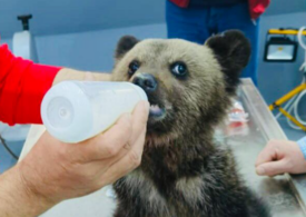 Un pui de urs rănit a fost salvat de polițiștii din Sibiu (Foto)