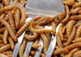 Viermii galbeni de făină au fost declarați oficial aliment în UE