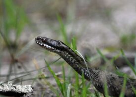 Cum să eviți mușcătura de viperă și ce să faci în cazul în care ești mușcat de șarpe