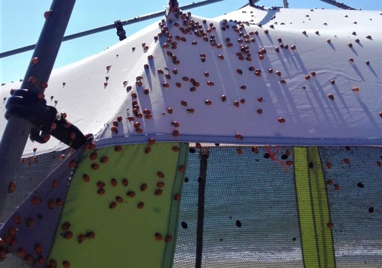 Invazia de buburuze a ajuns și în zona de plajă sălbatică Vadu-Corbu. Ce spun specialiștii