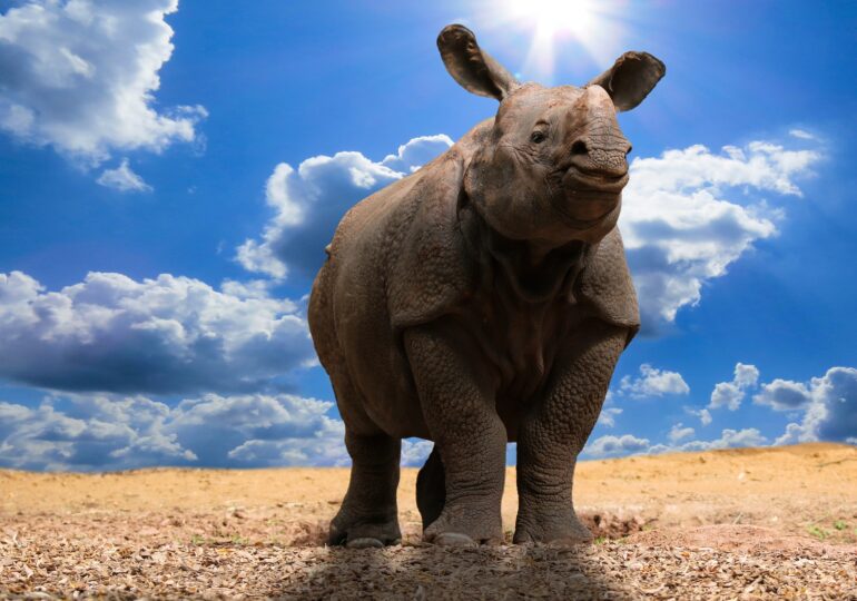 Descoperiri despre strămoșul rinocerilor: Era unul dintre cele mai mari mamifere de pe Terra și cântărea până la 22 de tone!