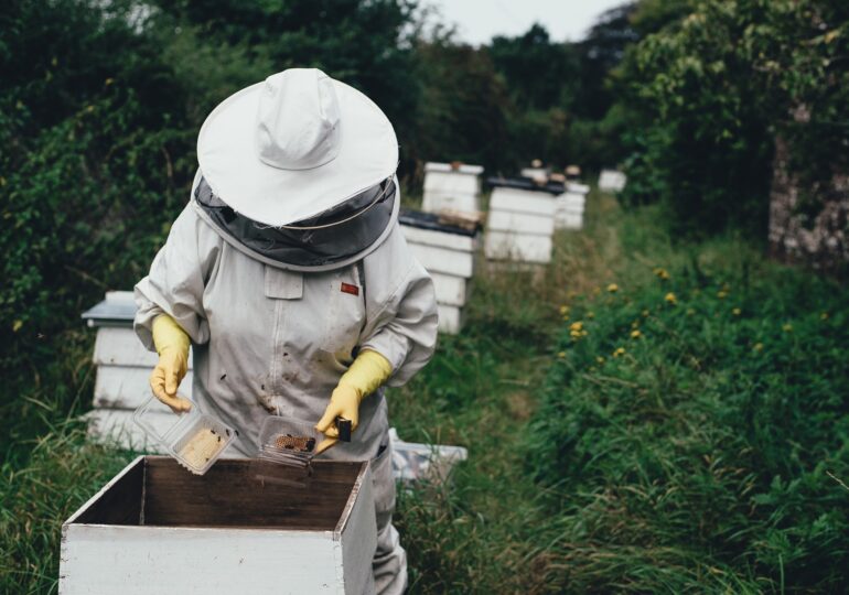Cu 1,8 milioane de stupi, România asigură cea mai mare parte din producția de miere la nivel european (raport)