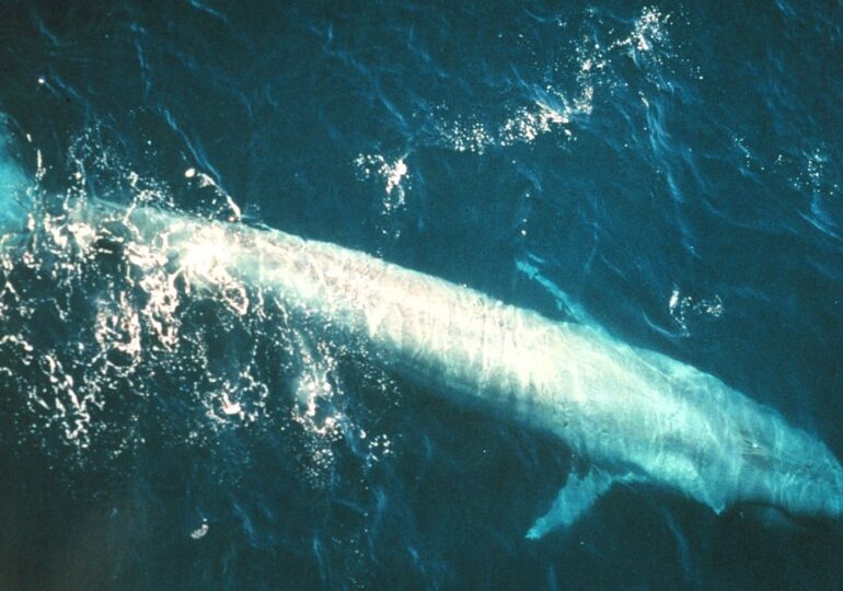 Detectoarele de bombe nucleare au dezvăluit ceva cu totul neașteptat: O populație secretă de balene
