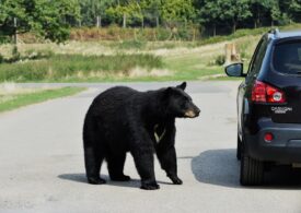 Un urs a învățat să spargă mașini și acum nu se mai oprește din infracțiuni (Video)