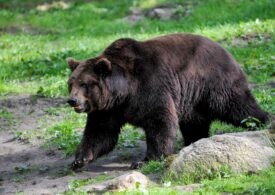 PSD cere Avocatului Poporului să conteste la CCR ordonanța privind urșii