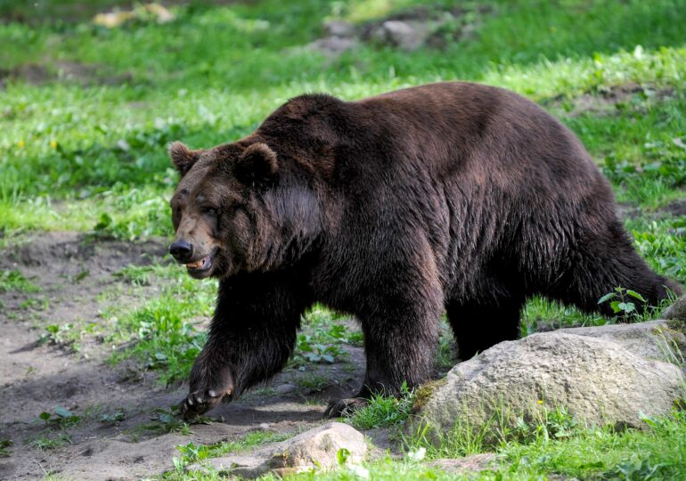 Ministrul Mediului anunță că o lege care să permită uciderea rapidă a urșilor va fi gata săptămâna viitoare. Insistă că tăierea pădurilor nu are legătură cu atacurile