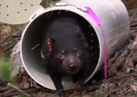 Au vrut să salveze diavolul tasmanian, dar au provocat o adevărată catastrofă ecologică
