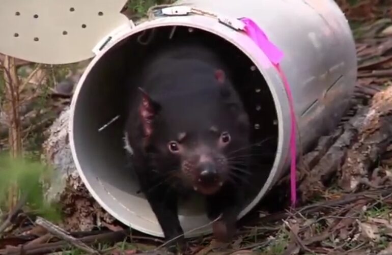 Au vrut să salveze diavolul tasmanian, dar au provocat o adevărată catastrofă ecologică