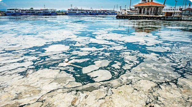 Mucilagiul marin amenință toate mările: Marea Marmara e copleșită!