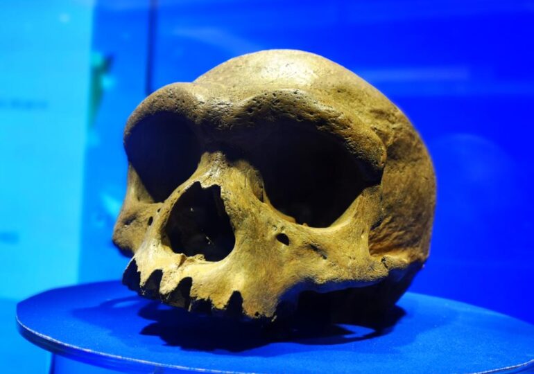 Descoperire care schimbă istoria? Homo longi - cea mai apropiată rudă a omului modern