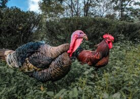 Întrebări și răspunsuri despre gripa aviară