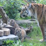 Doi pui de tigru siberian, specie rară, s-au născut la un Zoo din Polonia (Foto)