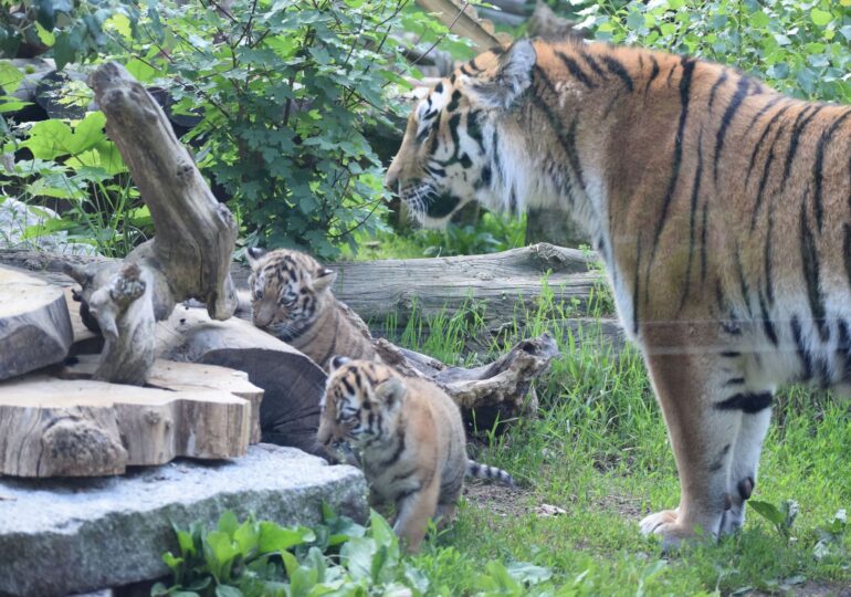 Doi pui de tigru siberian, specie rară, s-au născut la un Zoo din Polonia (Foto)