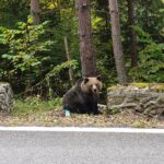 E plin de urși pe Transfăgărăşan: O turistă a fost amendată pentru că hrănea un animal, 20 de apeluri la 112