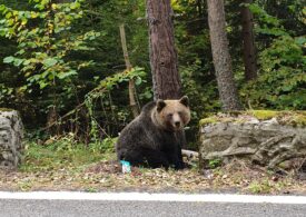 Șeful Gărzii de Mediu, despre împușcarea preventivă a urșilor: E ultimul act, e o acțiune capitală