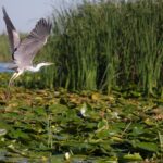 O specie agresivă de peşte a fost descoperită în Delta Dunării