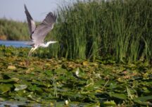 O specie agresivă de peşte a fost descoperită în Delta Dunării