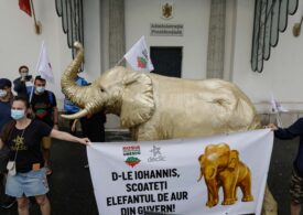 Protest la Cotroceni – Un elefant aurit, mesaj pentru Iohannis: Roşia Montană a devenit elefantul nevăzut din încăpere