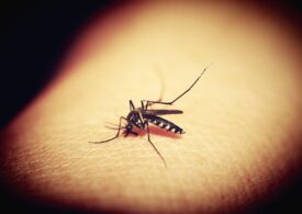 Creștere alarmantă a cazurilor de febră denga și alte boli cauzate de țânțari, în Europa