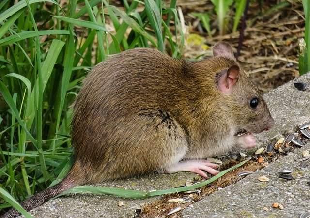 Șobolanii sunt învinuiți că au distrus sute de kilograme de droguri confiscate: Polițiștii nu știu să le protejeze de "șoarecii neînfricați"