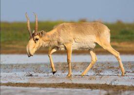 În 2015 aproape că dispăruse. Veste bună legată de o specie care s-a dublat în timp record