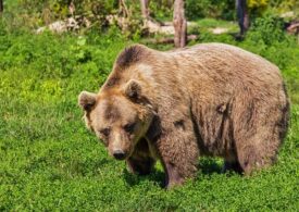 Un urs a fost văzut într-o comună de lângă București (Video)