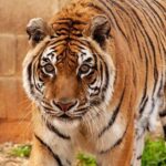 Acesta este cel mai vârstnic tigru din lume, recunoscut de Cartea Recordurilor