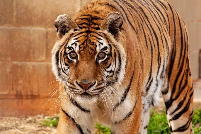 Acesta este cel mai vârstnic tigru din lume, recunoscut de Cartea Recordurilor