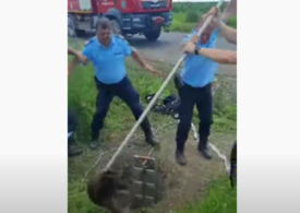 Jandarmii din Buzău s-au chinuit două ore să salveze un bursuc dintr-un puț (Video)