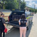 Amendat cu 3.000 de lei, după ce a refuzat să-și trateze la veterinar câinele lovit de maşină