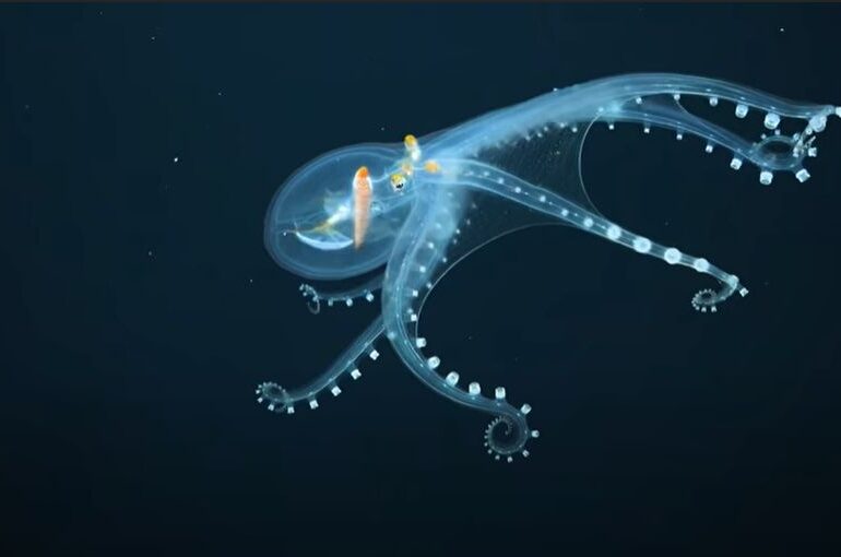 Imagini în premieră cu o caracatiță rară, complet transparentă, surprinsă în adâncuri (Video)
