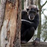 Cimpanzeii au fost văzuți omorând gorile pentru prima oară