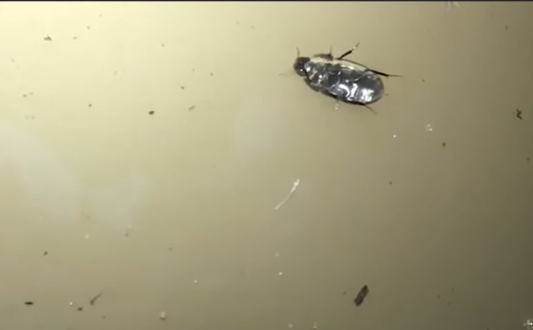 A fost descoperită o specie de gândac care merge cu susul în jos, sub suprafața apei (Video)