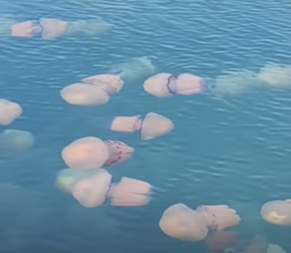 Invazie de meduze în Grecia