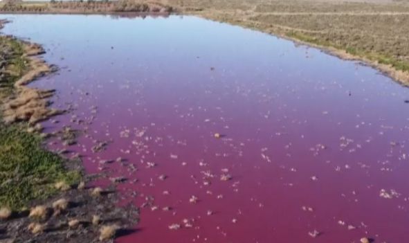 Efecte alarmante ale poluării: O lagună din Patagonia a devenit roz