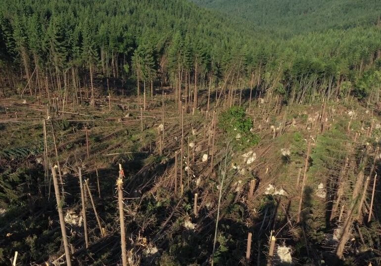 O furtună puternică a distrus 14 hectare de pădure în Suceava (Video)