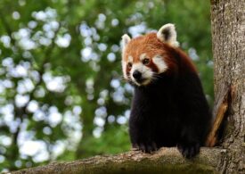 Un panda roşu a dispărut dintr-o grădină zoo germană