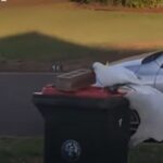 Papagalii din regiunile urbane din Australia i-au lăsat pe cercetători cu gura căscată (Video)