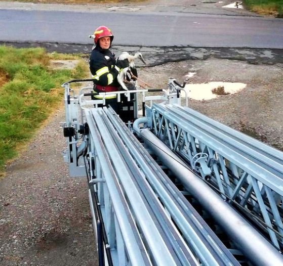 Un pui de barză, dat jos de vânt, a fost salvat și urcat în cuib de pompieri (Foto)