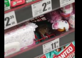 Un șoarece a fost surprins în timp ce mânca ciocolată, într-un Auchan din Cluj-Napoca (Video)