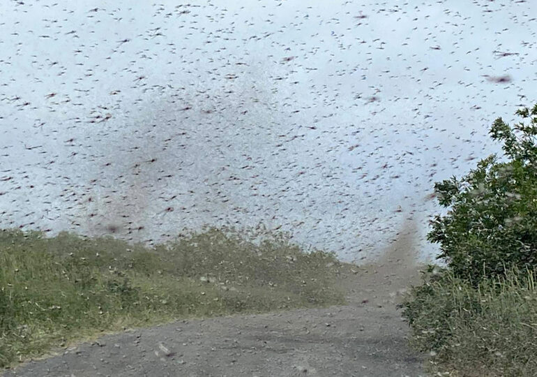 Imagini incredibile cu tornade de țânțari, în regiunea Kamceatka (Foto & Video)