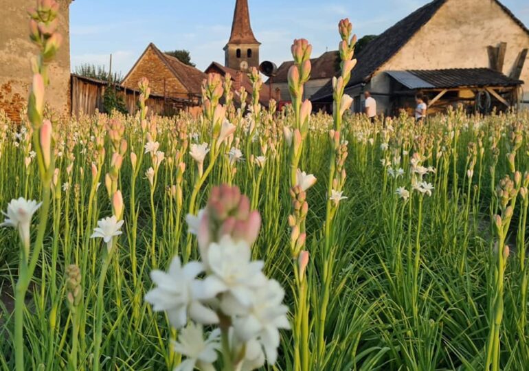 Tuberoza de Hoghilag ar putea deveni prima floare din România protejată la nivel european