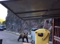 Turistul bulgar mușcat de urs pe Transfăgărășan, amendat cu 20.000 de lei