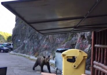 Turistul bulgar mușcat de urs pe Transfăgărășan, amendat cu 20.000 de lei